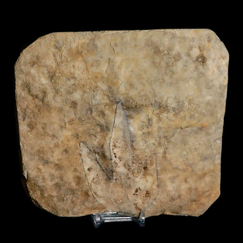 3.9" Grallator Variabilis Dinosaurs Tracks Foot Prints Jurassic Age France COA, Stand - Fossil Age Minerals