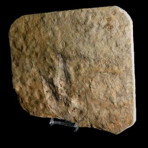 3.9" Grallator Variabilis Dinosaurs Tracks Foot Prints Jurassic Age France COA, Stand - Fossil Age Minerals