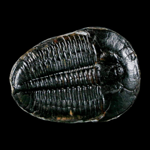 1.4" Elrathia Kingi Trilobite Fossil Utah Cambrian Age 521 Million Years Old COA - Fossil Age Minerals