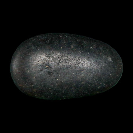 1.1" Sauropod Dinosaur Stomach Stone Gastrolith Rock Gizzard Stone COA