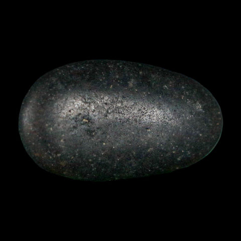 1.1" Sauropod Dinosaur Stomach Stone Gastrolith Rock Gizzard Stone COA