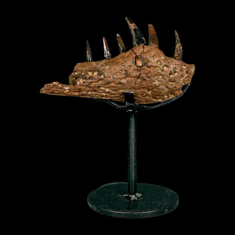 2.2" Crocodile Fossil Jaw Section With Teeth Hell Creek FM Cretaceous Age Montana Stand