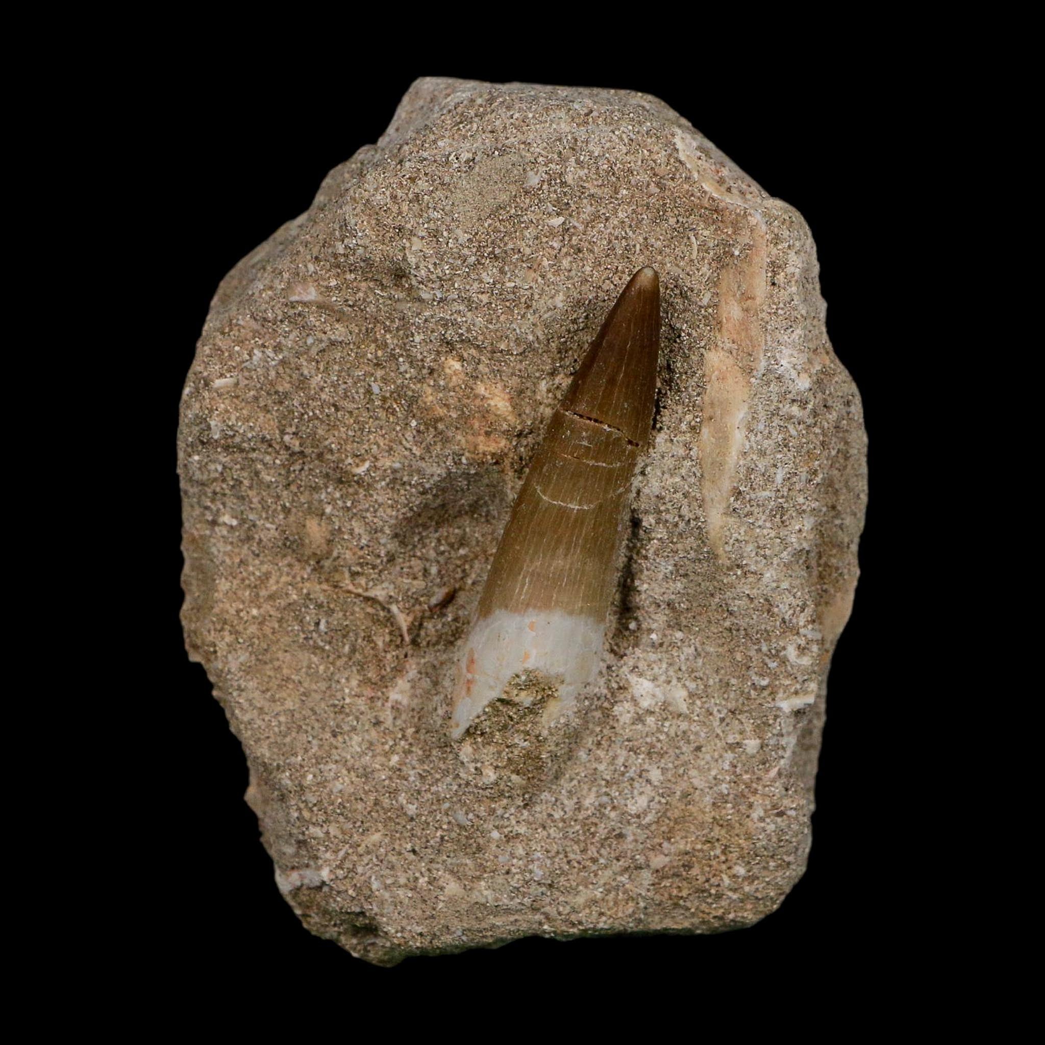 1.9" Plesiosaur Zarafasaura Tooth Fossil In Matrix Cretaceous Dinosaur Era COA