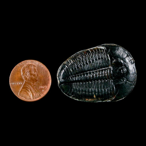 1.4" Elrathia Kingi Trilobite Fossil Utah Cambrian Age 521 Million Years Old COA - Fossil Age Minerals