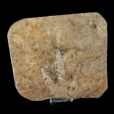 3.9" Grallator Variabilis Dinosaurs Tracks Foot Prints Jurassic Age France COA, Stand - Fossil Age Minerals