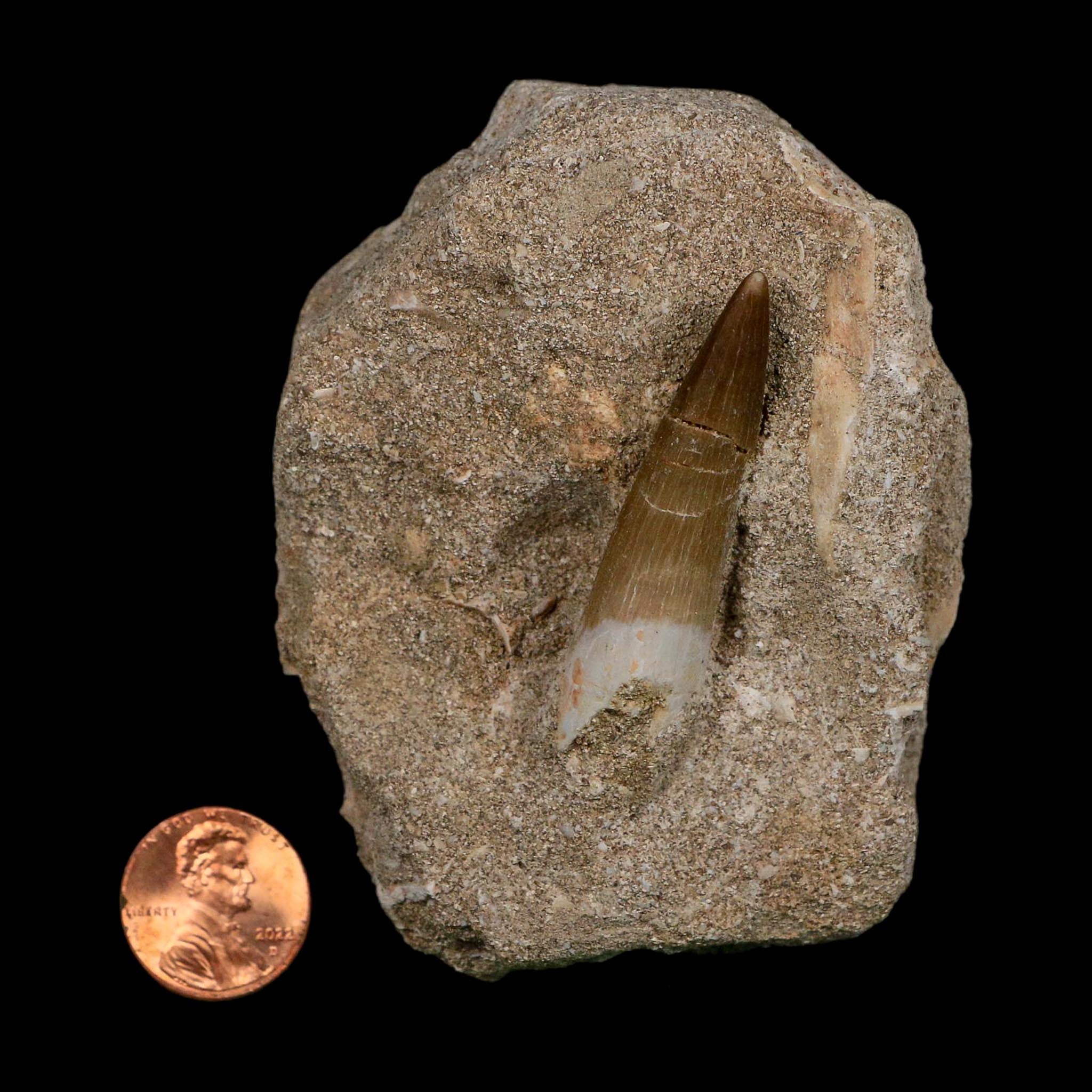 1.9" Plesiosaur Zarafasaura Tooth Fossil In Matrix Cretaceous Dinosaur Era COA