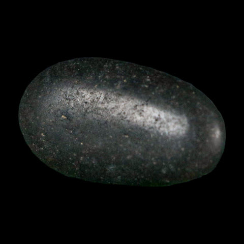 1.1" Sauropod Dinosaur Stomach Stone Gastrolith Rock Gizzard Stone COA