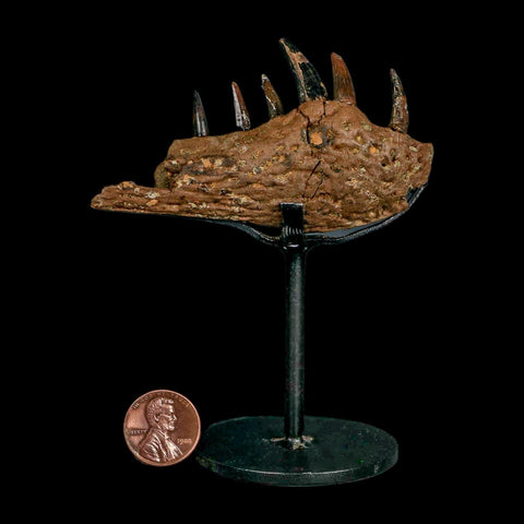 2.2" Crocodile Fossil Jaw Section With Teeth Hell Creek FM Cretaceous Age Montana Stand