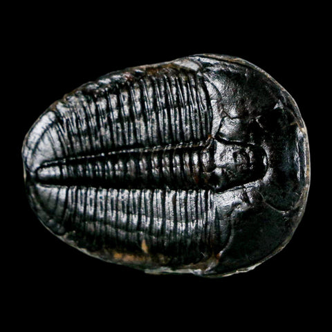 1.4" Elrathia Kingi Trilobite Fossil Utah Cambrian Age 521 Million Years Old COA - Fossil Age Minerals