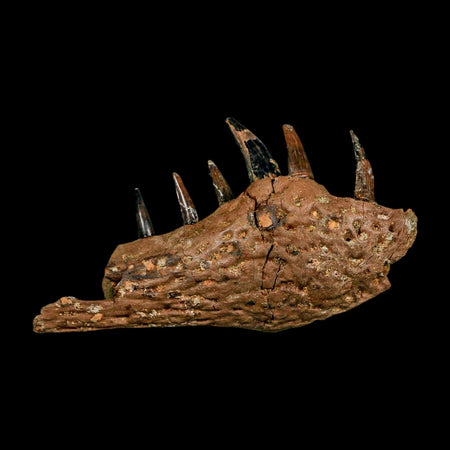 2.2 Crocodile Fossil Jaw Section With Teeth Hell Creek FM Cretaceous Age Montana Stand