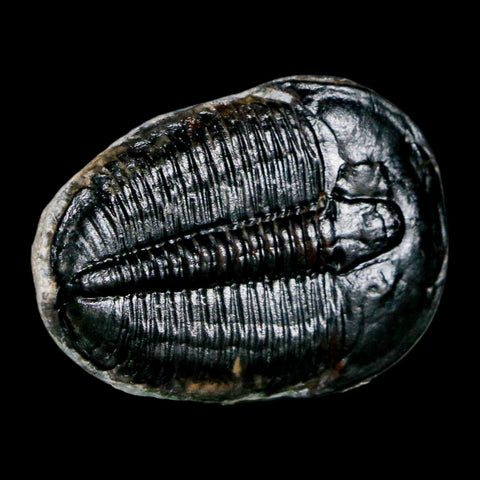 1.4" Elrathia Kingi Trilobite Fossil Utah Cambrian Age 521 Million Years Old COA - Fossil Age Minerals