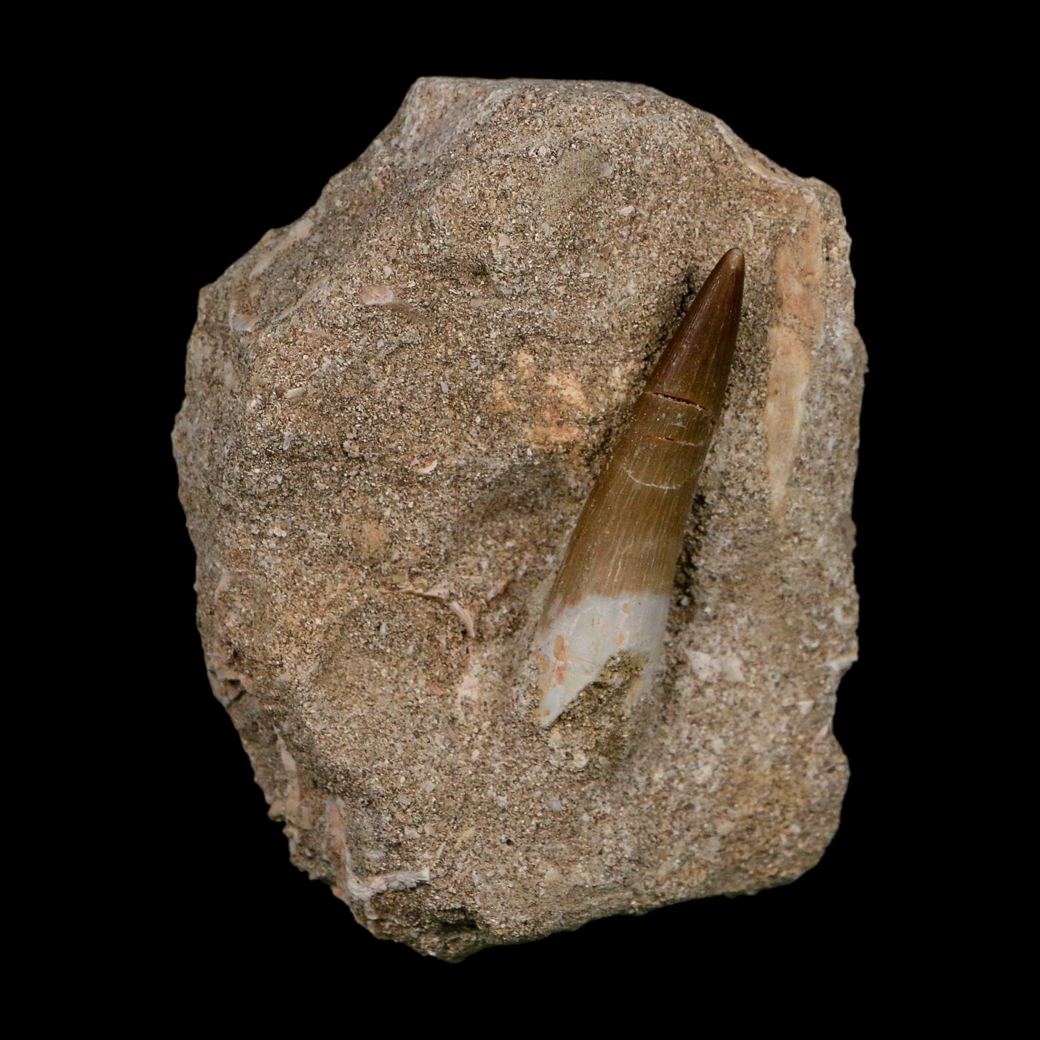 1.9" Plesiosaur Zarafasaura Tooth Fossil In Matrix Cretaceous Dinosaur Era COA