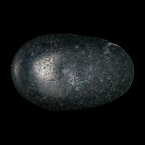 1.1" Sauropod Dinosaur Stomach Stone Gastrolith Rock Gizzard Stone COA