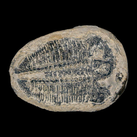 1.4" Elrathia Kingi Trilobite Fossil Utah Cambrian Age 521 Million Years Old COA - Fossil Age Minerals