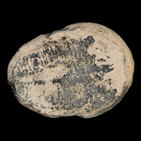 1.4" Tyrannosaur Serrated Fossil Tooth Cretaceous Dinosaur Judith River FM MT COA - Fossil Age Minerals