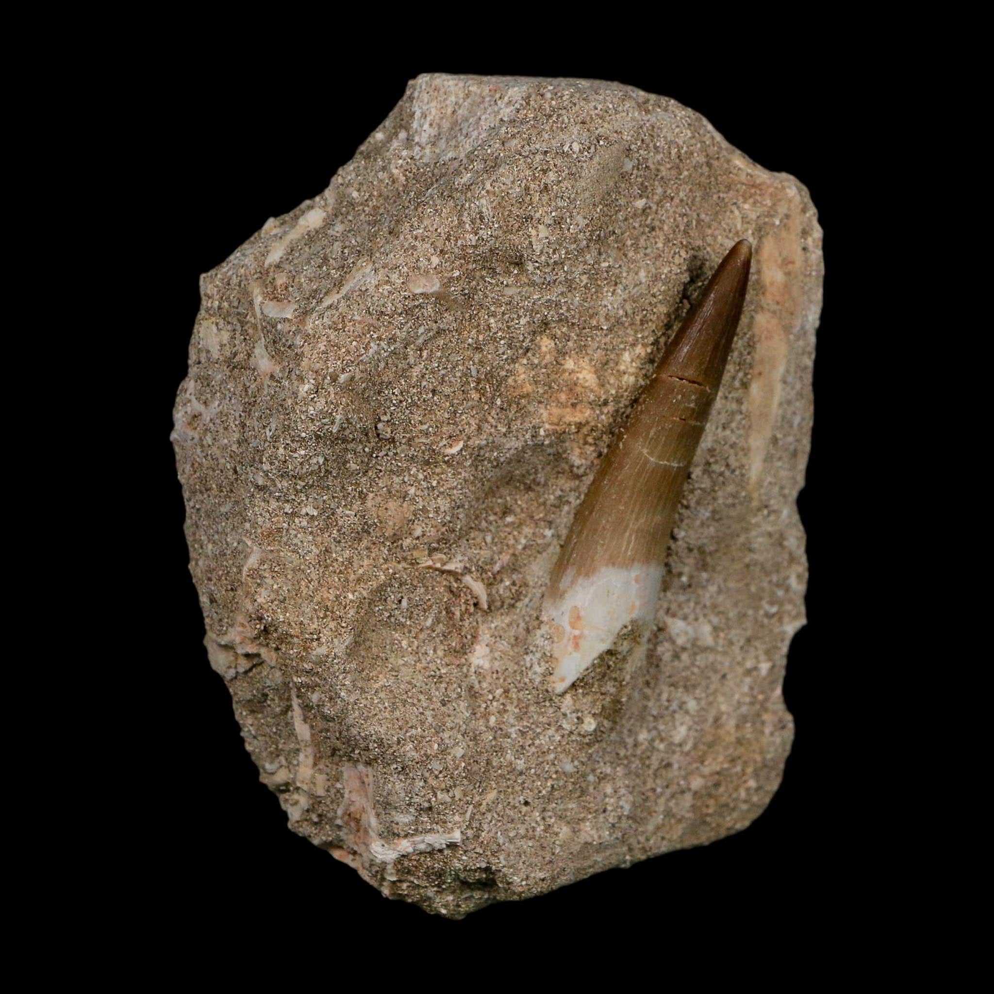 1.9" Plesiosaur Zarafasaura Tooth Fossil In Matrix Cretaceous Dinosaur Era COA