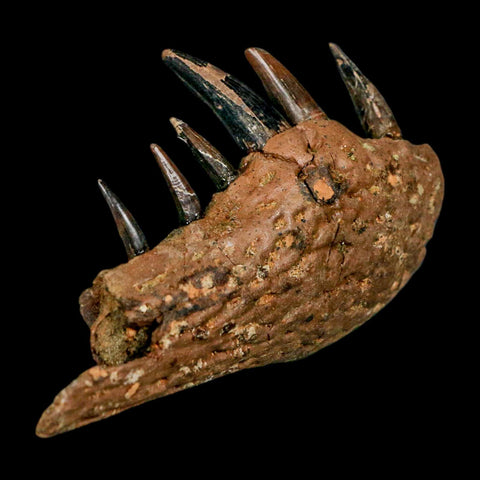 2.2" Crocodile Fossil Jaw Section With Teeth Hell Creek FM Cretaceous Age Montana Stand