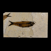 3.5" Knightia Eocaena Fossil Fish Green River FM Wyoming Eocene Age COA & Stand