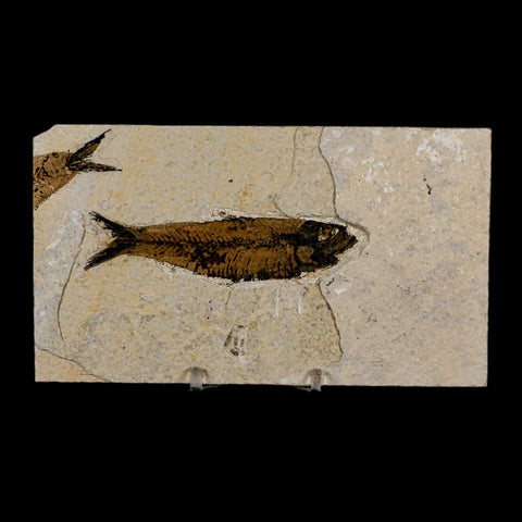 3.5" Knightia Eocaena Fossil Fish Green River FM Wyoming Eocene Age COA & Stand - Fossil Age Minerals