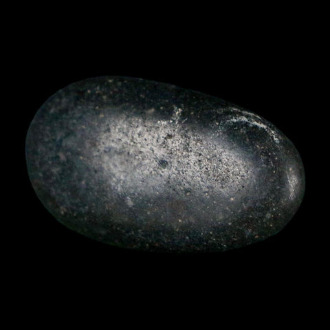 1.1" Sauropod Dinosaur Stomach Stone Gastrolith Rock Gizzard Stone COA