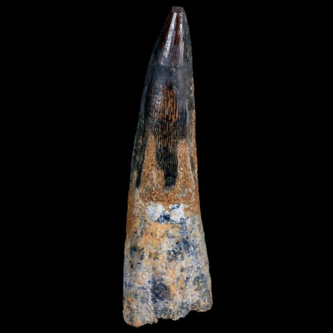 1.4" Tyrannosaur Serrated Fossil Tooth Cretaceous Dinosaur Judith River FM MT COA - Fossil Age Minerals