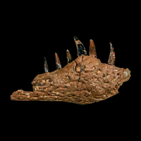 2.2" Crocodile Fossil Jaw Section With Teeth Hell Creek FM Cretaceous Age Montana Stand