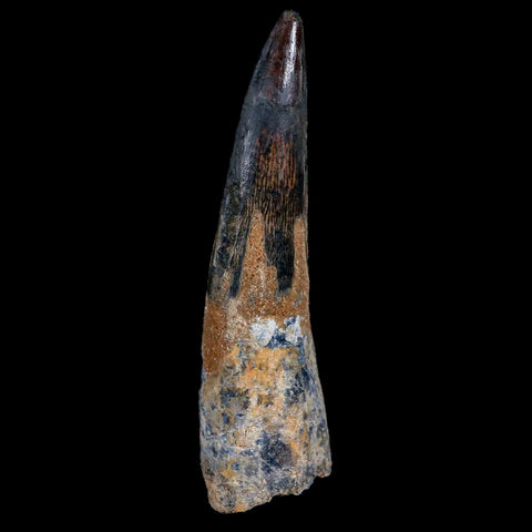 1.4" Tyrannosaur Serrated Fossil Tooth Cretaceous Dinosaur Judith River FM MT COA - Fossil Age Minerals