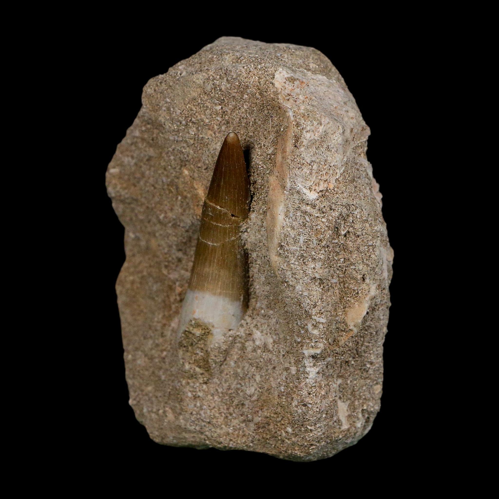 1.9" Plesiosaur Zarafasaura Tooth Fossil In Matrix Cretaceous Dinosaur Era COA