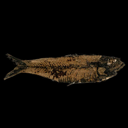 3.5" Knightia Eocaena Fossil Fish Green River FM Wyoming Eocene Age COA & Stand