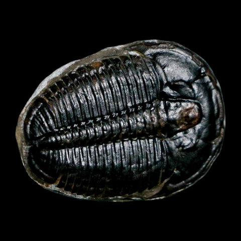 1.1" Elrathia Kingi Trilobite Fossil Utah Cambrian Age 521 Million Years Old COA - Fossil Age Minerals