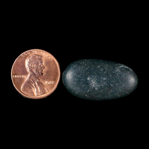 1.1" Sauropod Dinosaur Stomach Stone Gastrolith Rock Gizzard Stone COA