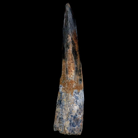 1.4" Tyrannosaur Serrated Fossil Tooth Cretaceous Dinosaur Judith River FM MT COA