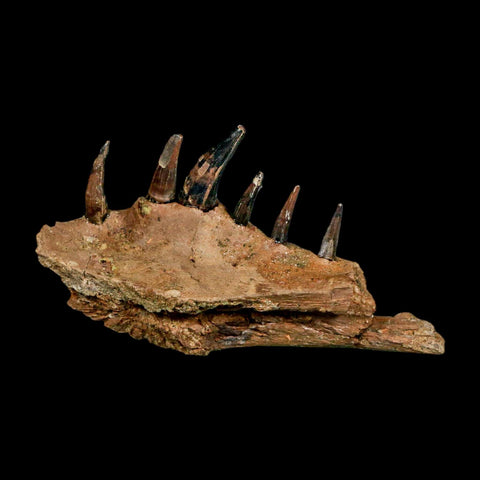 2.2" Crocodile Fossil Jaw Section With Teeth Hell Creek FM Cretaceous Age Montana Stand