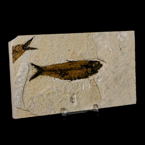 3.5" Knightia Eocaena Fossil Fish Green River FM Wyoming Eocene Age COA & Stand - Fossil Age Minerals