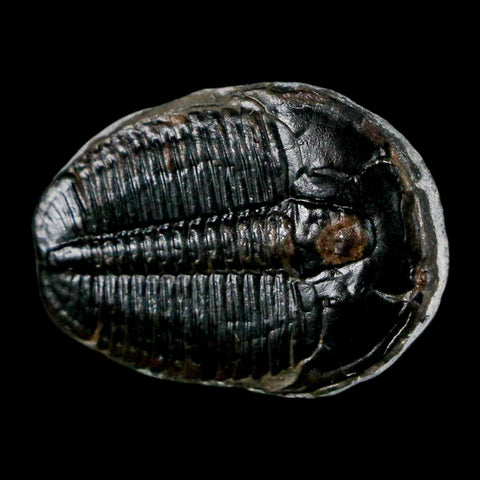 1.1" Elrathia Kingi Trilobite Fossil Utah Cambrian Age 521 Million Years Old COA - Fossil Age Minerals