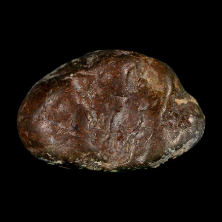 1.5" Sauropod Dinosaur Stomach Stone Gastrolith Rock Gizzard Stone COA