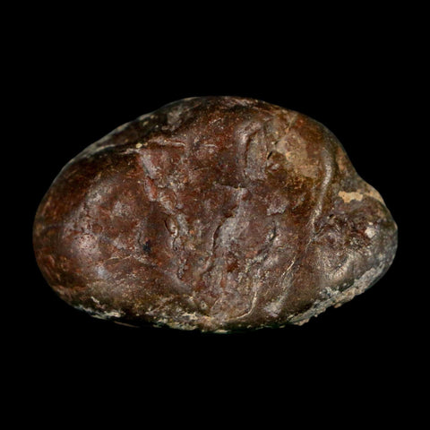 1.5" Sauropod Dinosaur Stomach Stone Gastrolith Rock Gizzard Stone COA