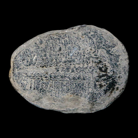 1.1" Elrathia Kingi Trilobite Fossil Utah Cambrian Age 521 Million Years Old COA - Fossil Age Minerals