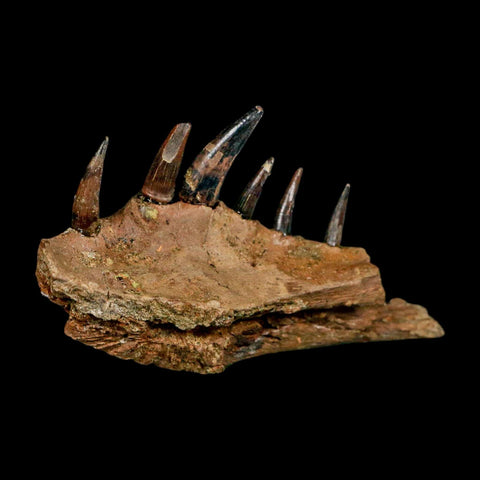 2.2" Crocodile Fossil Jaw Section With Teeth Hell Creek FM Cretaceous Age Montana Stand