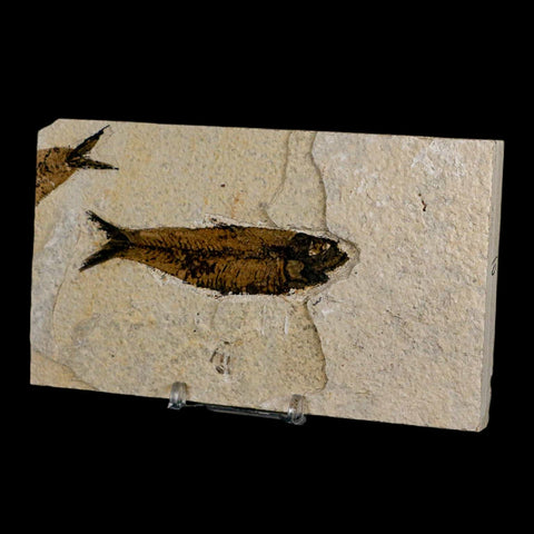 3.5" Knightia Eocaena Fossil Fish Green River FM Wyoming Eocene Age COA & Stand - Fossil Age Minerals