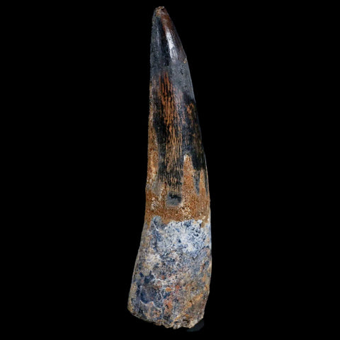1.4" Tyrannosaur Serrated Fossil Tooth Cretaceous Dinosaur Judith River FM MT COA - Fossil Age Minerals