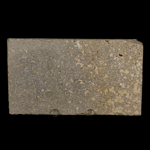 3.5" Knightia Eocaena Fossil Fish Green River FM Wyoming Eocene Age COA & Stand - Fossil Age Minerals