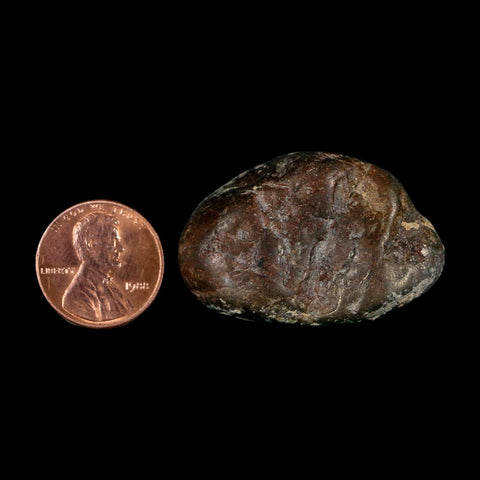 1.5" Sauropod Dinosaur Stomach Stone Gastrolith Rock Gizzard Stone COA