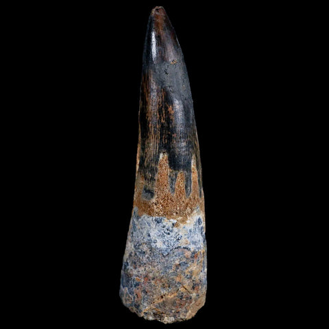 1.4" Tyrannosaur Serrated Fossil Tooth Cretaceous Dinosaur Judith River FM MT COA - Fossil Age Minerals