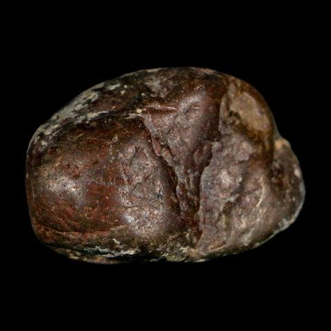 1.5" Sauropod Dinosaur Stomach Stone Gastrolith Rock Gizzard Stone COA