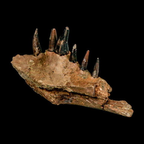 2.2" Crocodile Fossil Jaw Section With Teeth Hell Creek FM Cretaceous Age Montana Stand