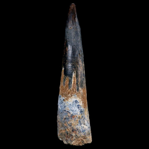1.4" Tyrannosaur Serrated Fossil Tooth Cretaceous Dinosaur Judith River FM MT COA - Fossil Age Minerals