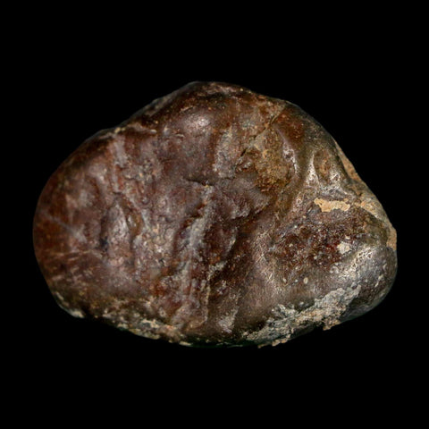 1.5" Sauropod Dinosaur Stomach Stone Gastrolith Rock Gizzard Stone COA