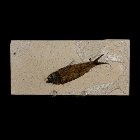 3.4" Knightia Eocaena Fossil Fish Green River FM Wyoming Eocene Age COA & Stand