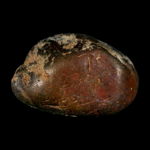 1.5" Sauropod Dinosaur Stomach Stone Gastrolith Rock Gizzard Stone COA